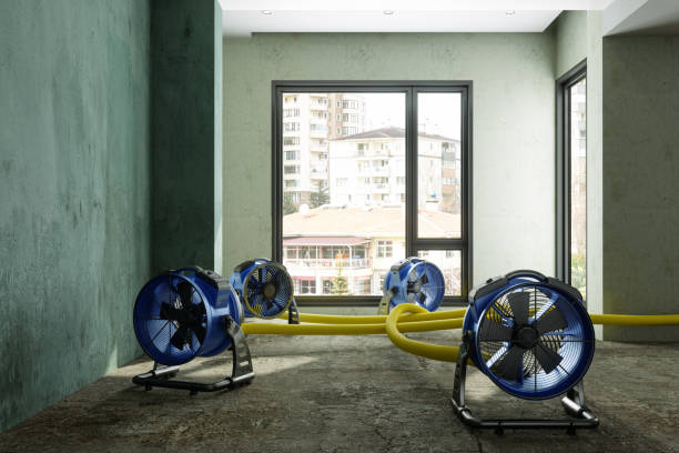 Best Mold removal after water damage  in Fort Lupton, CO
